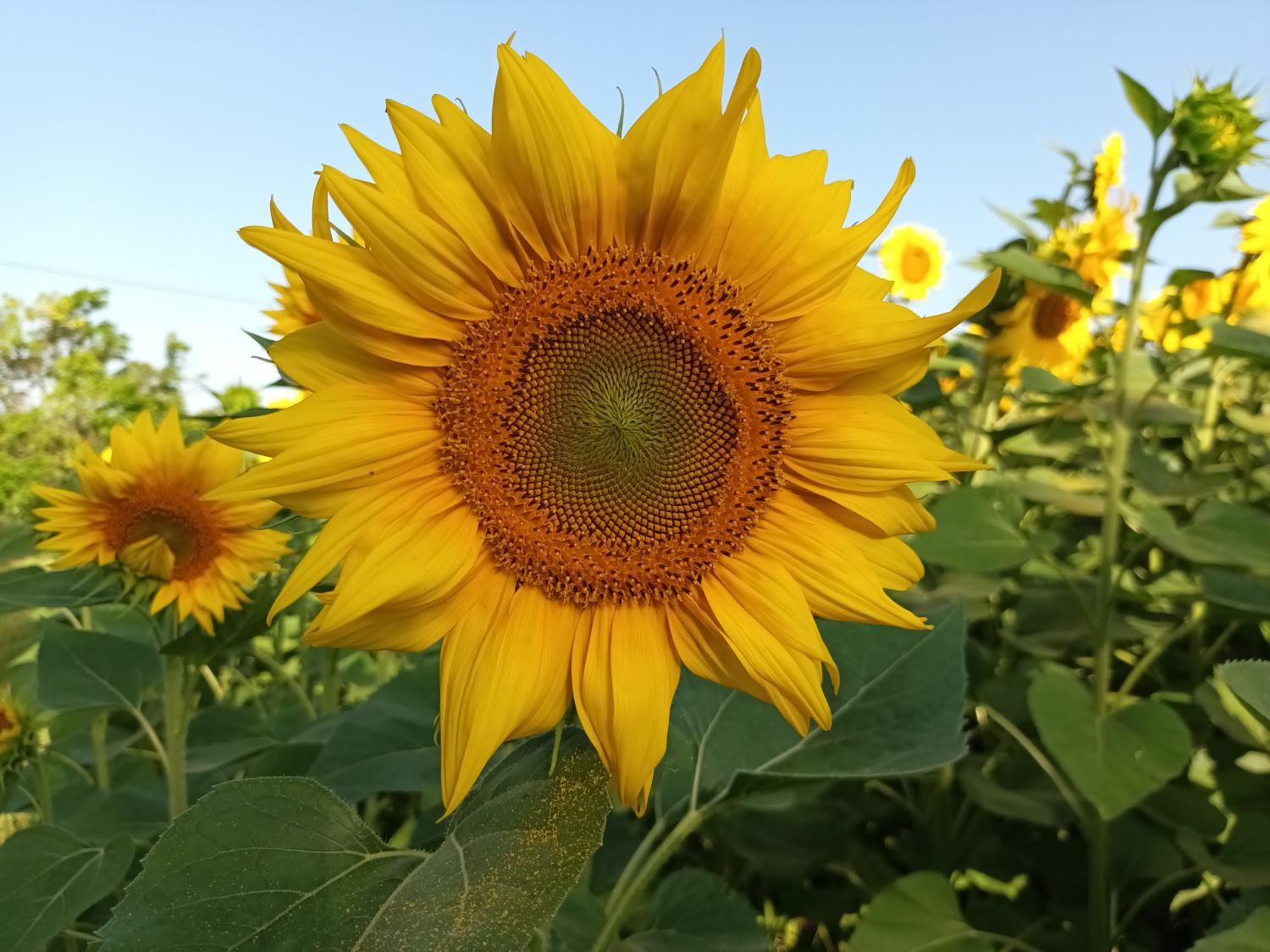  for sale property with holiday home Puy-l'Évêque Lot 37