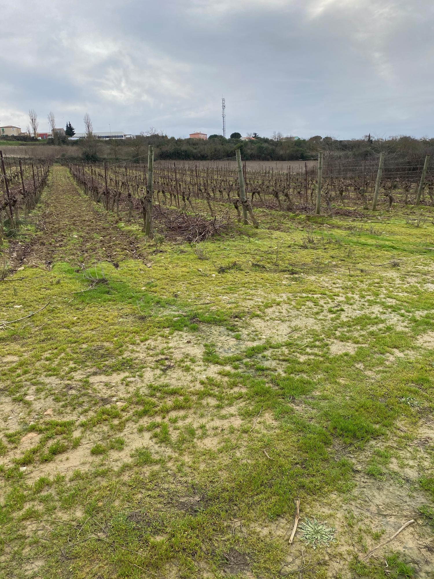  for sale vineyard Carcassonne Aude 22