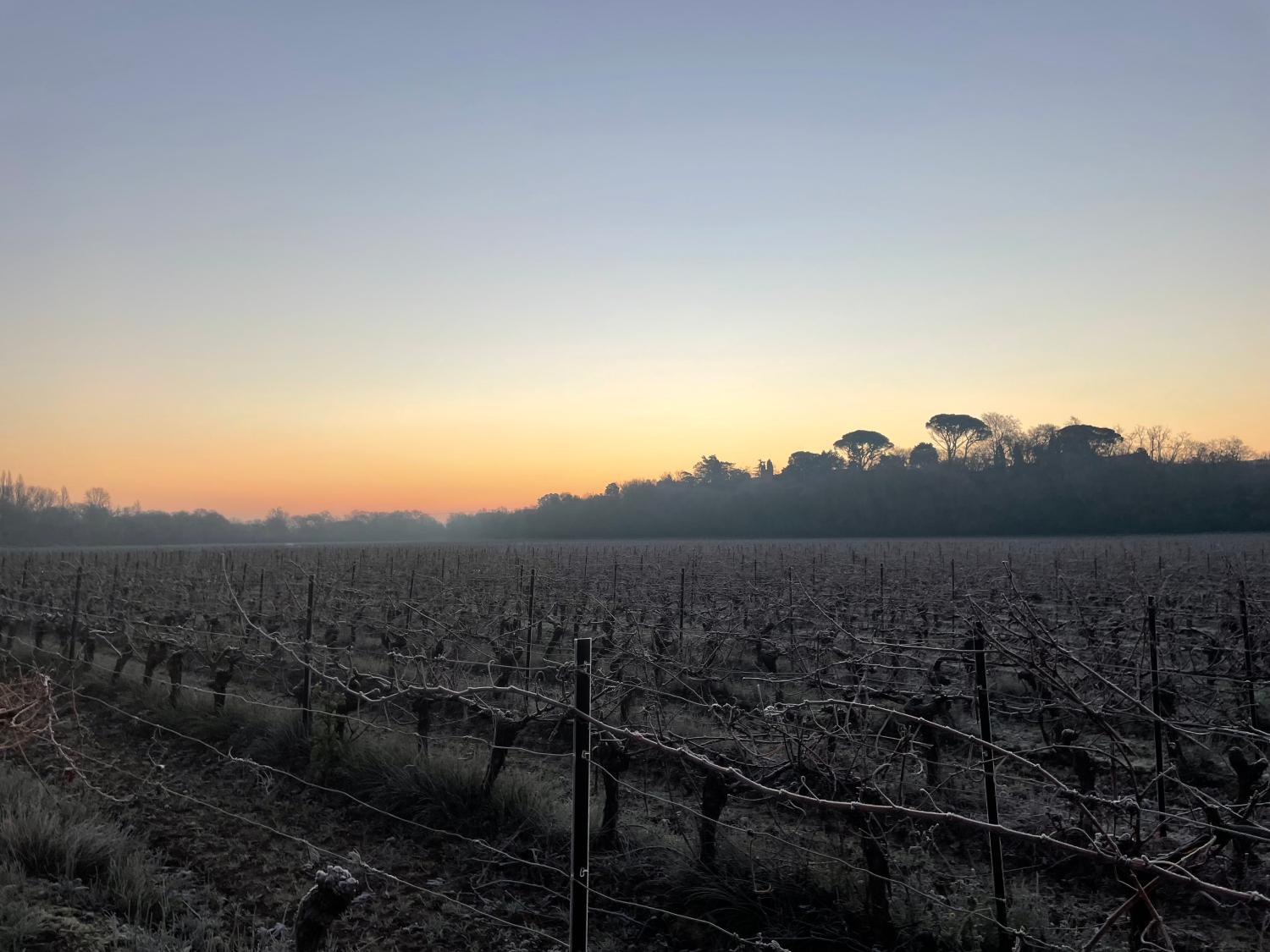  for sale vineyard Carcassonne Aude 4
