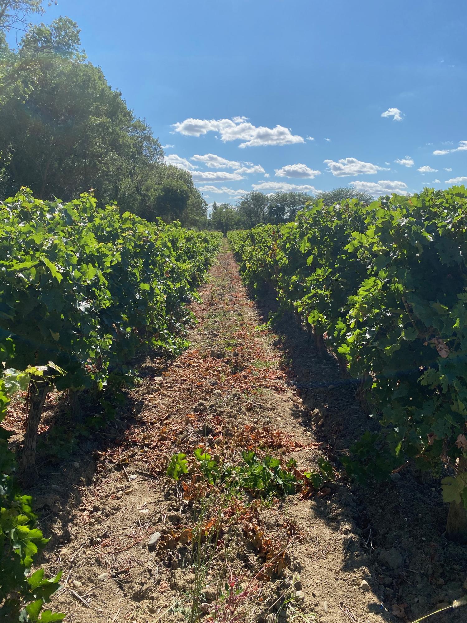  for sale vineyard Carcassonne Aude 15