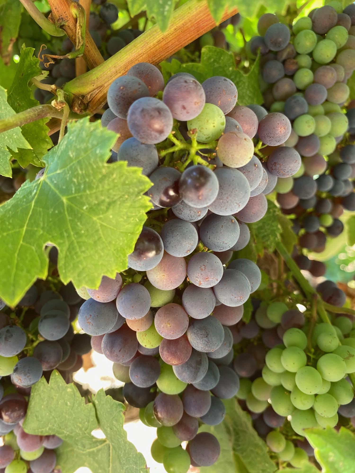  for sale vineyard Carcassonne Aude 14