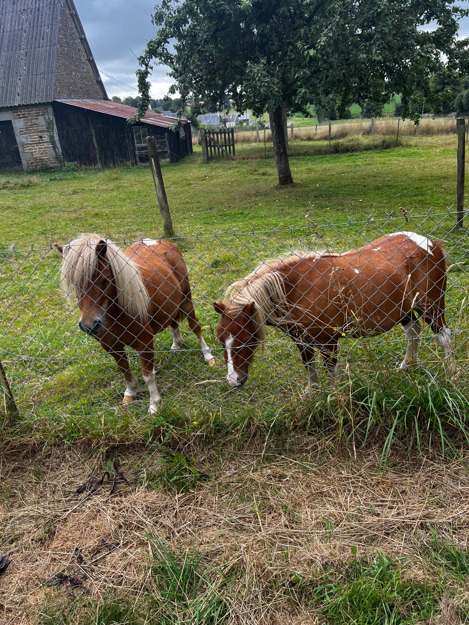  for sale barn Truttemer-le-Grand Calvados 6