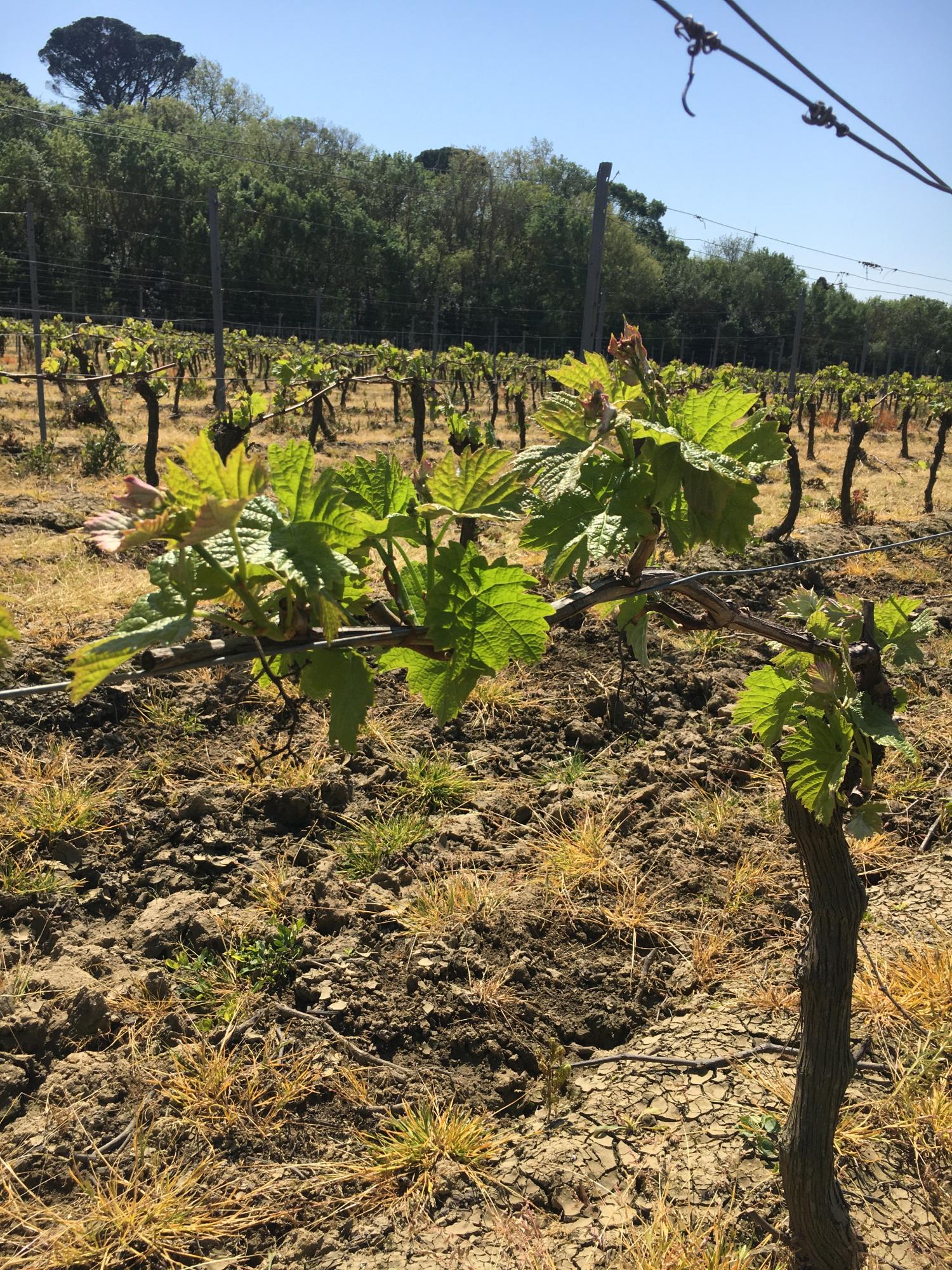  for sale vineyard Carcassonne Aude 10