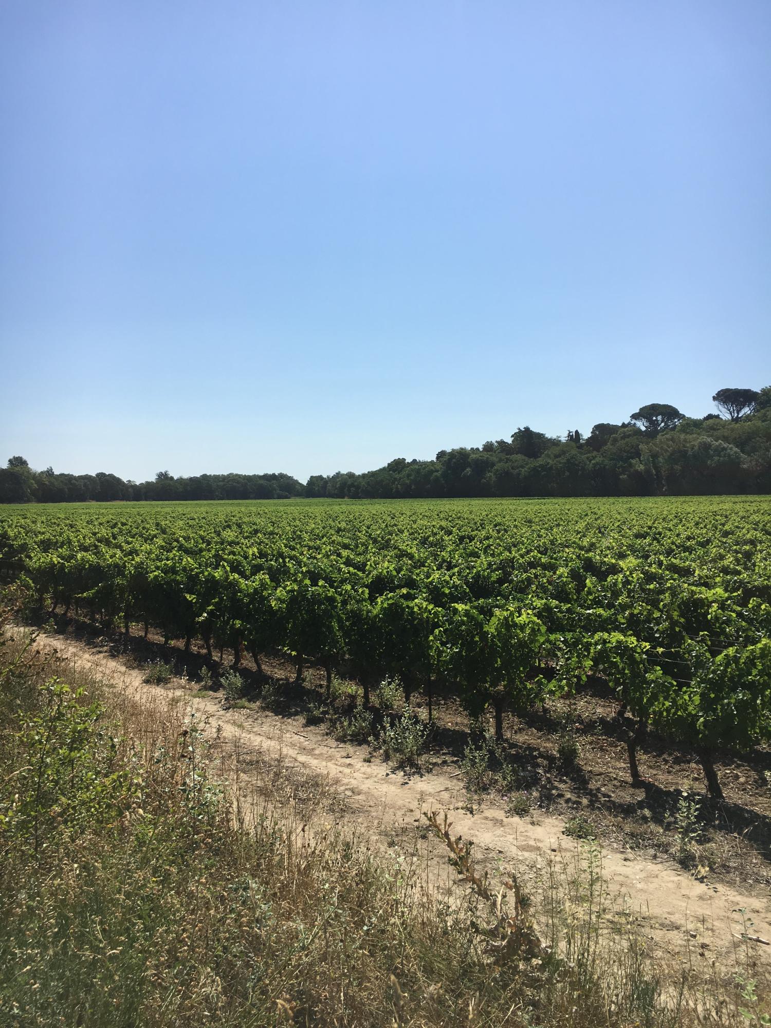  for sale vineyard Carcassonne Aude 7