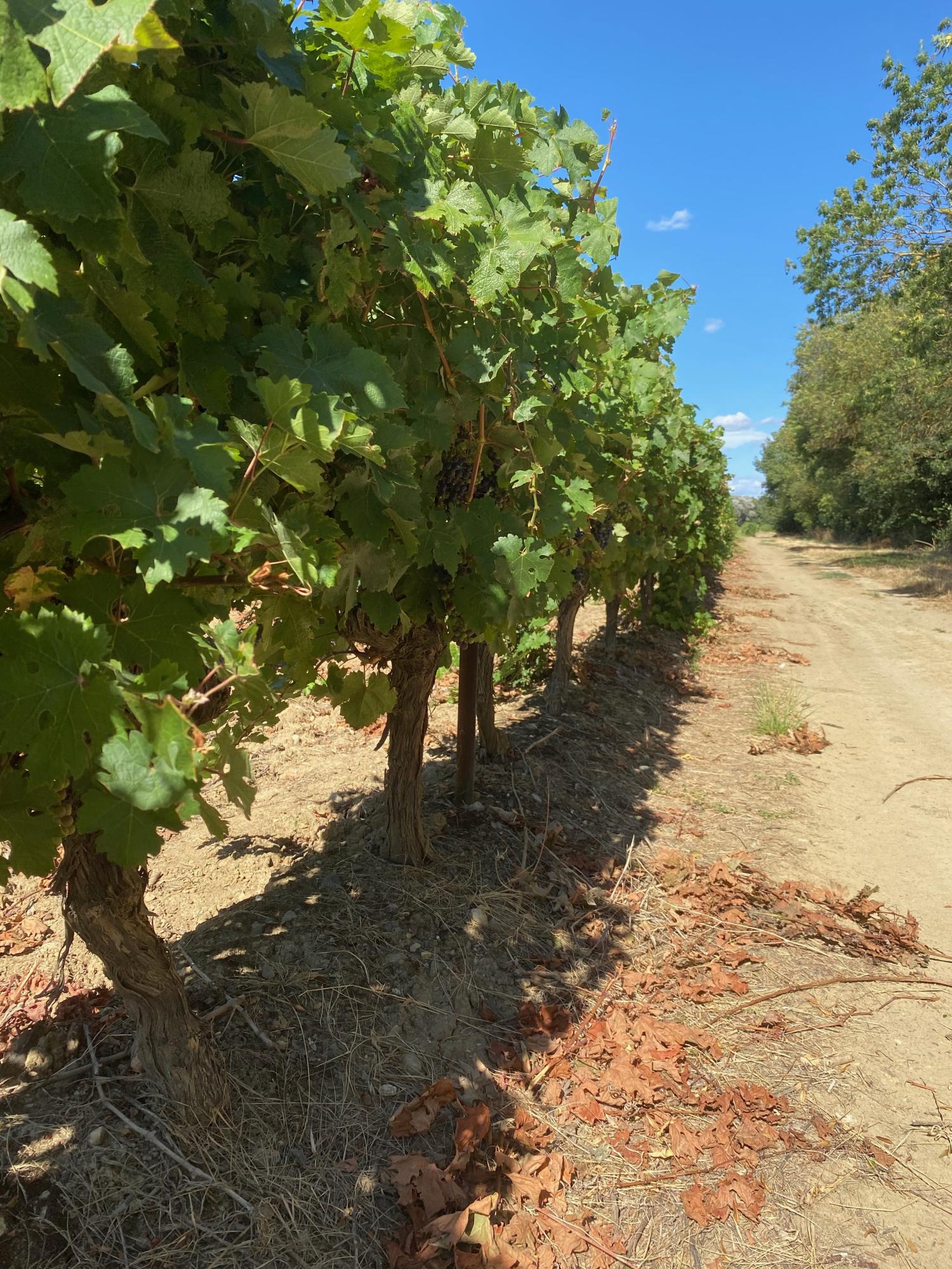  for sale vineyard Carcassonne Aude 13