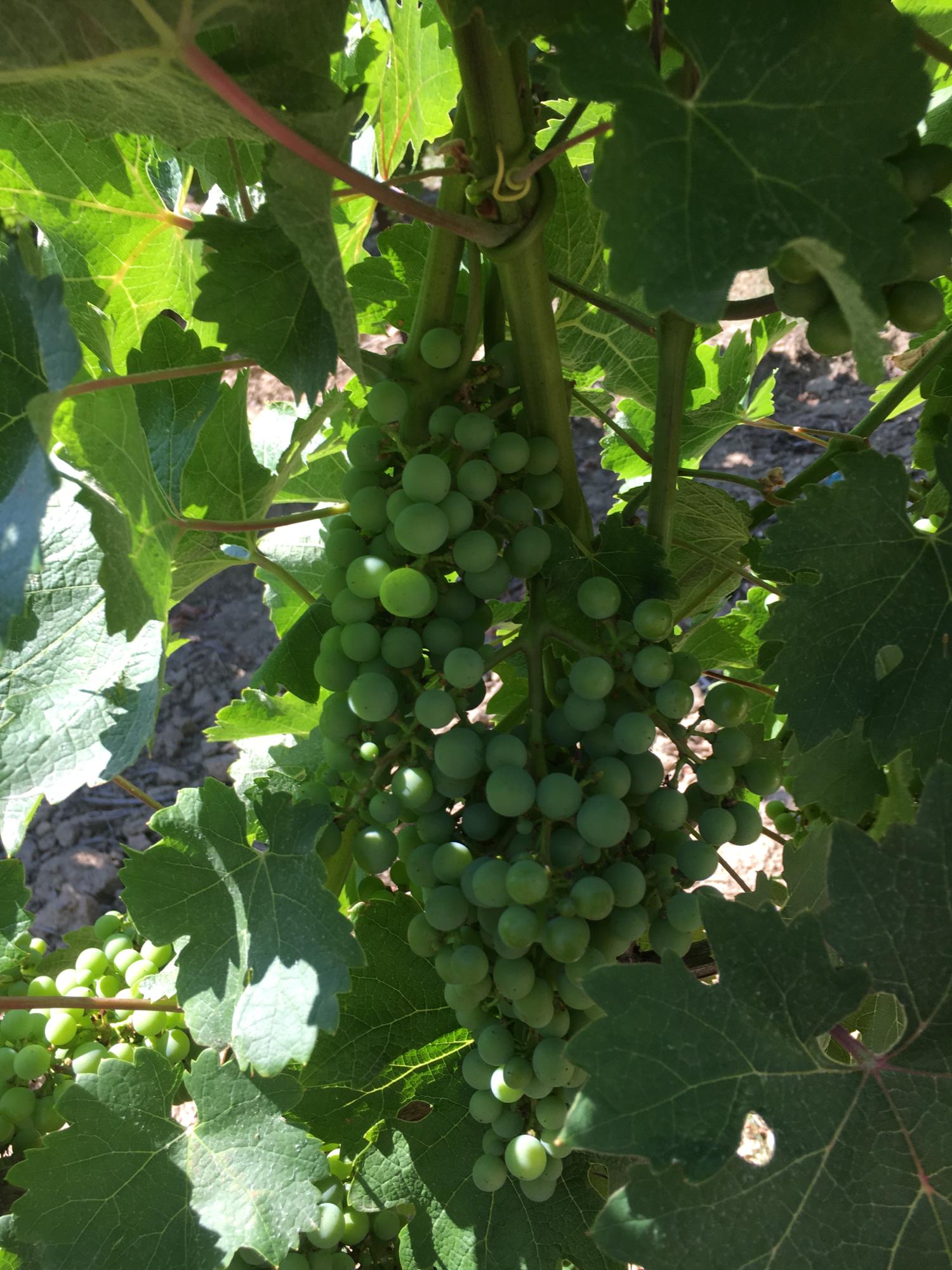  for sale vineyard Carcassonne Aude 9