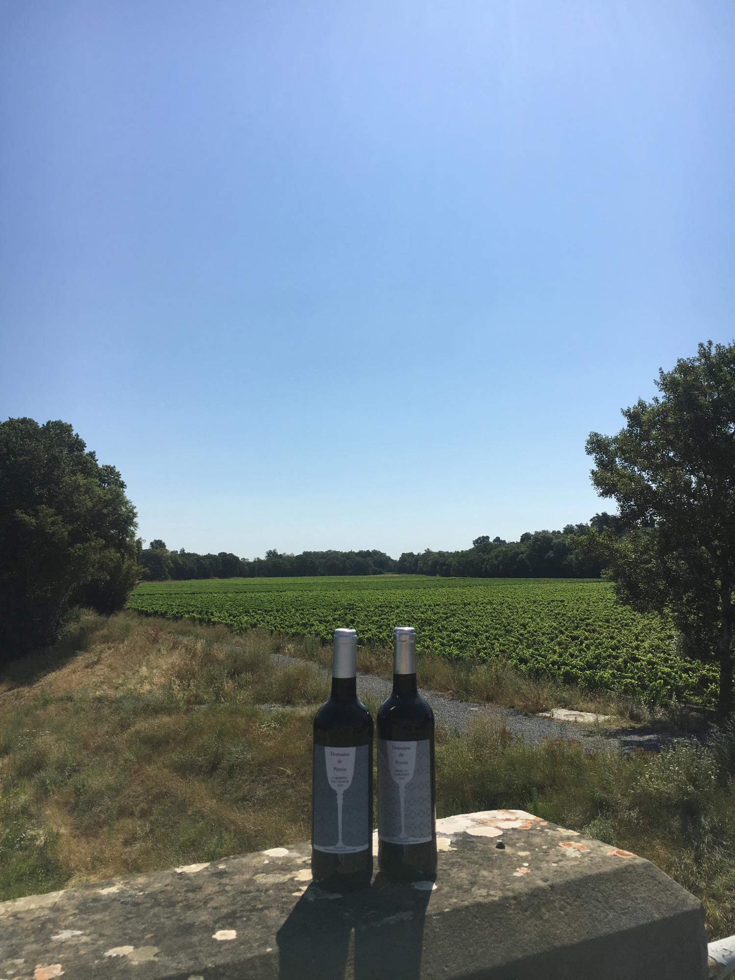  for sale vineyard Carcassonne Aude 8