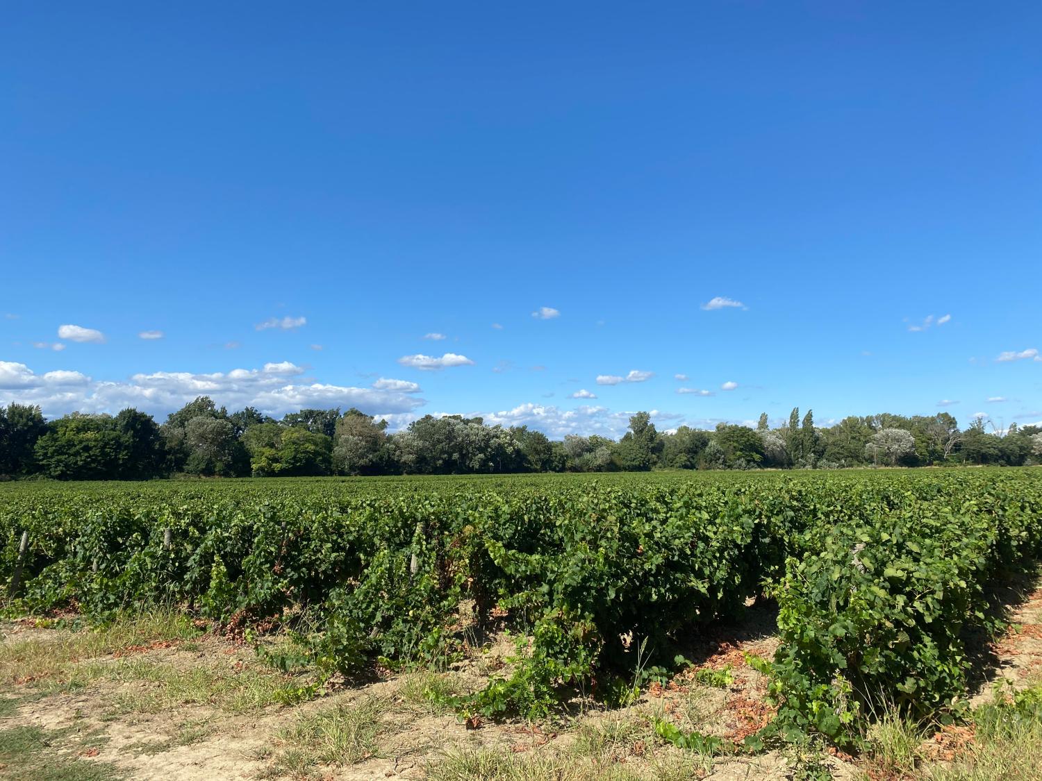  for sale vineyard Carcassonne Aude 16