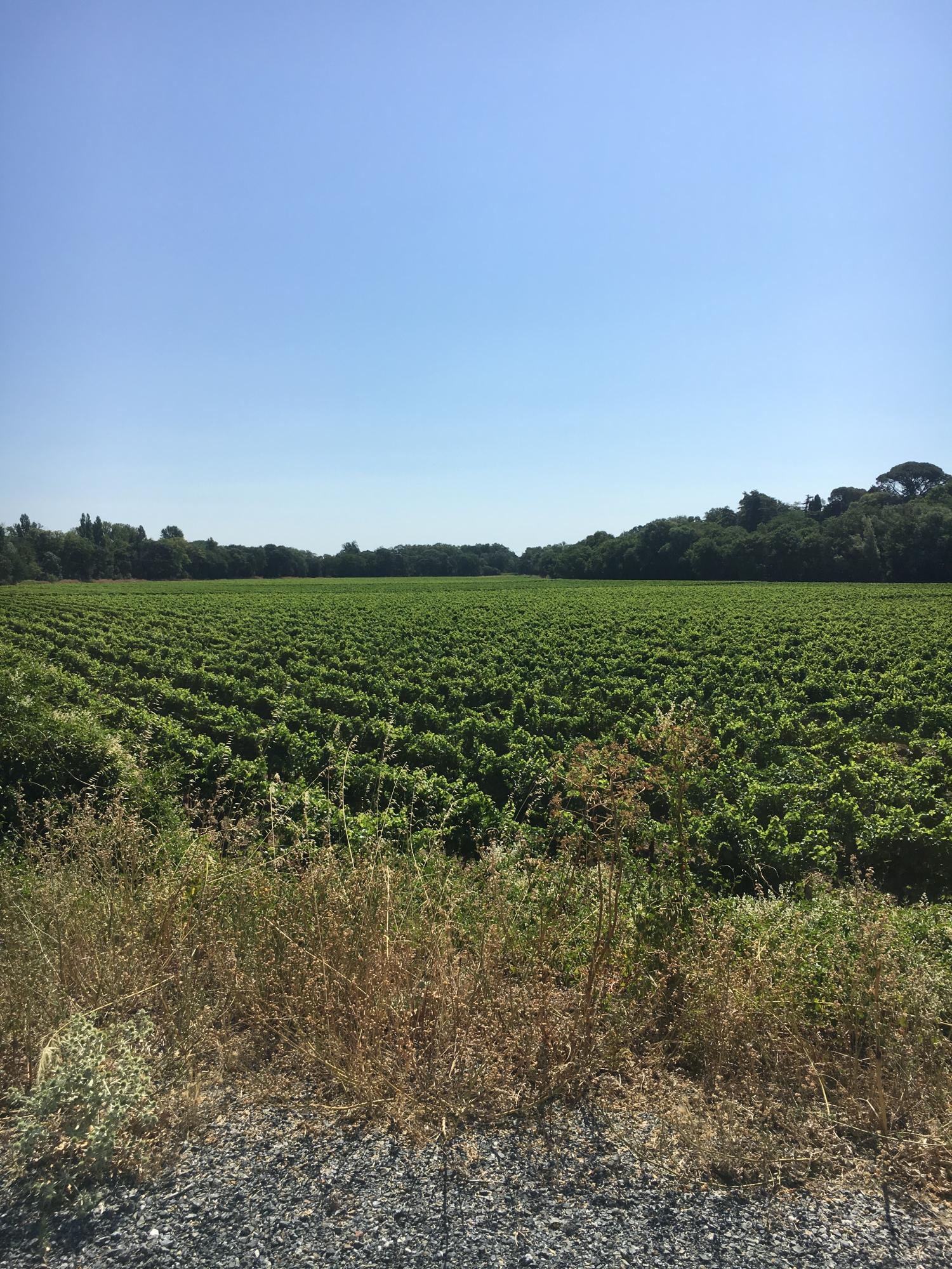  for sale vineyard Carcassonne Aude 1