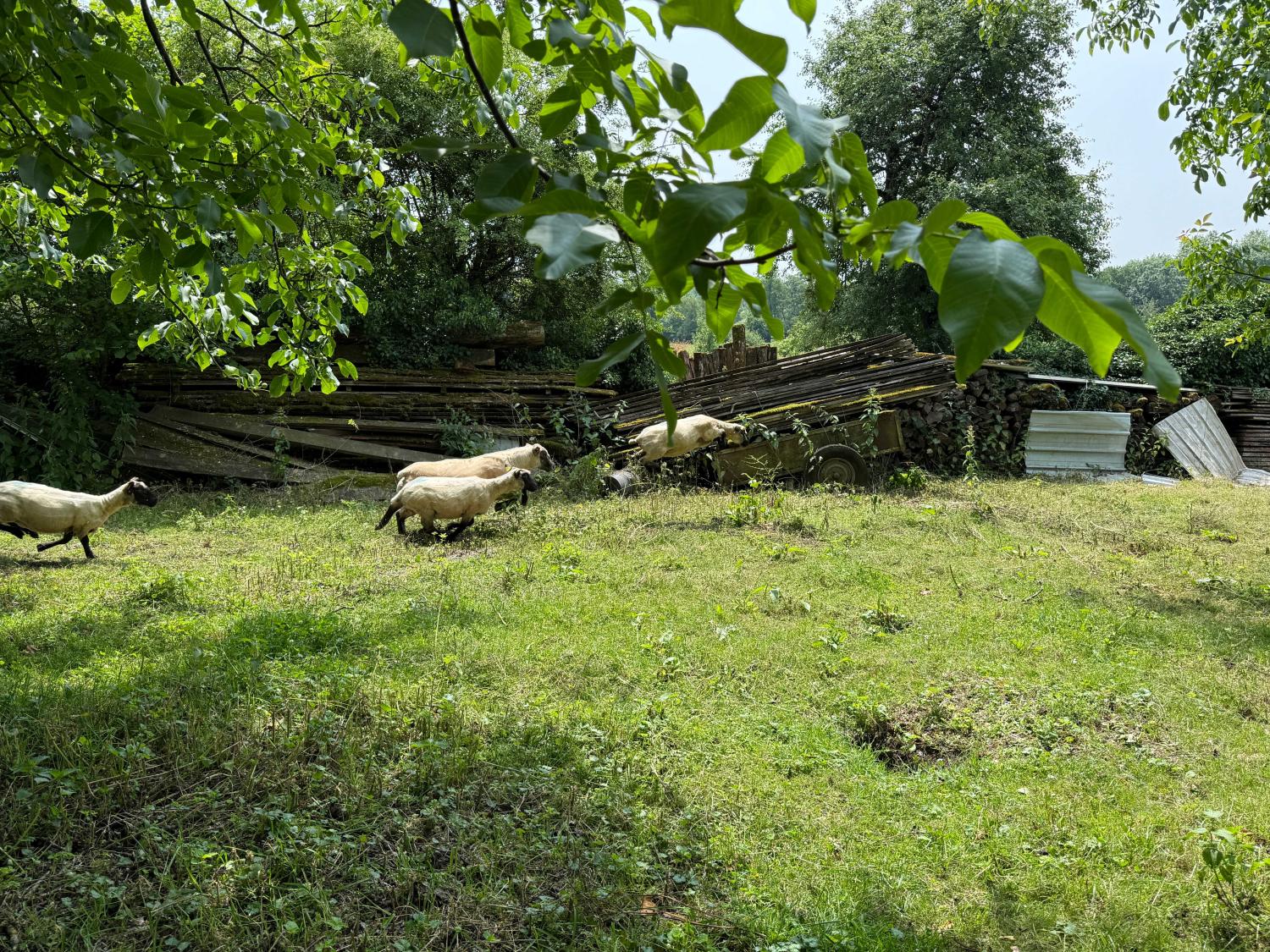  for sale village farm Confracourt Haute-Saône 36