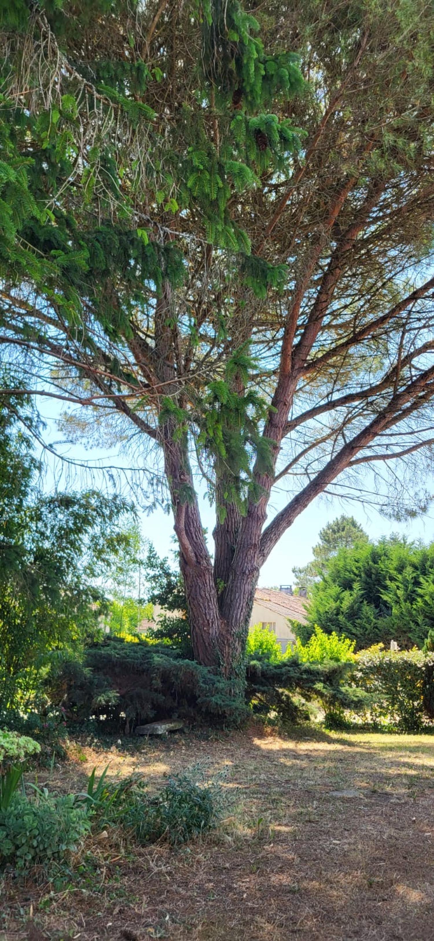  for sale house Saint-André-de-Lidon Charente-Maritime 55