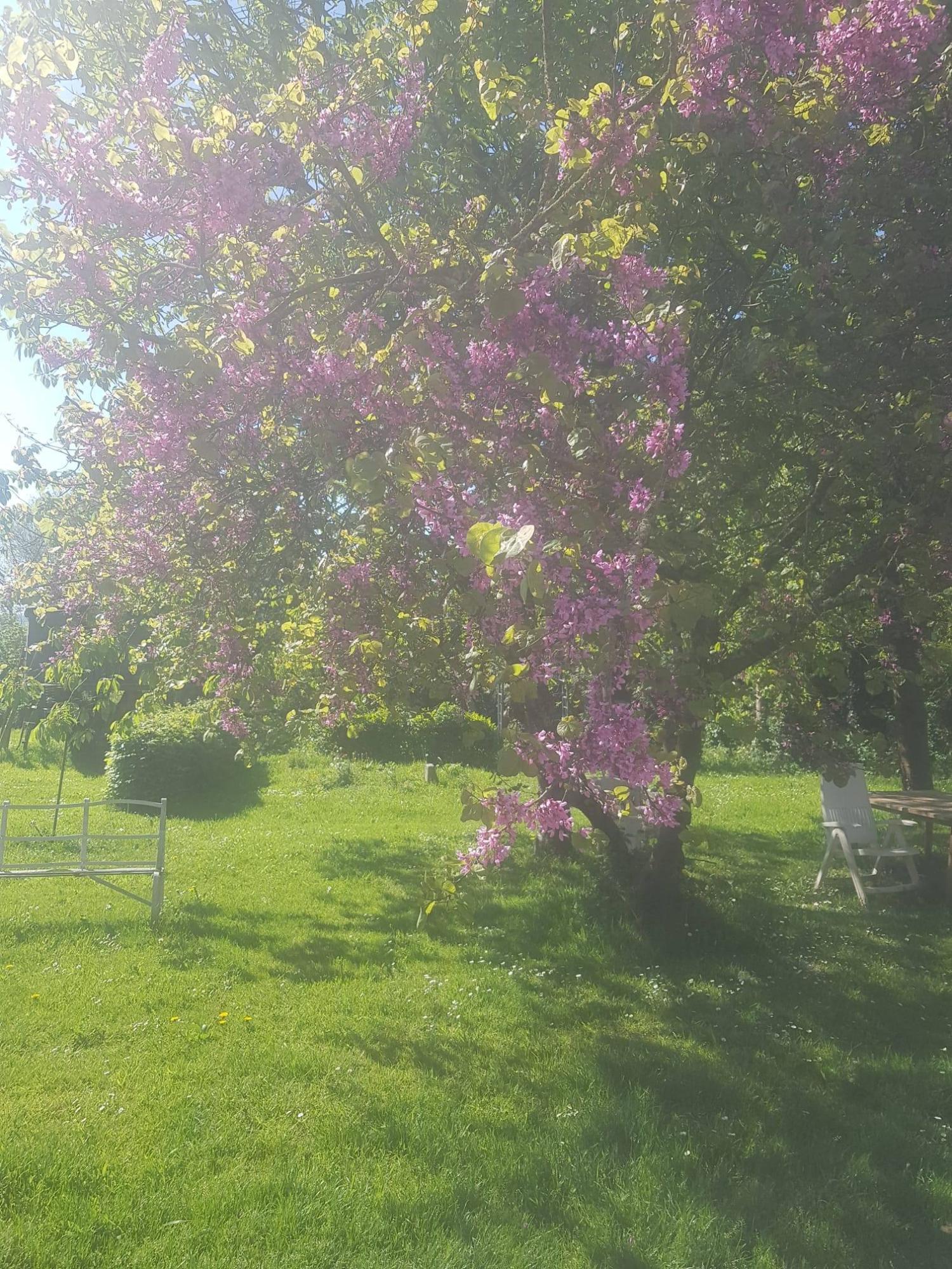 for sale detached house Saint-Denis-le-Gast Manche 25