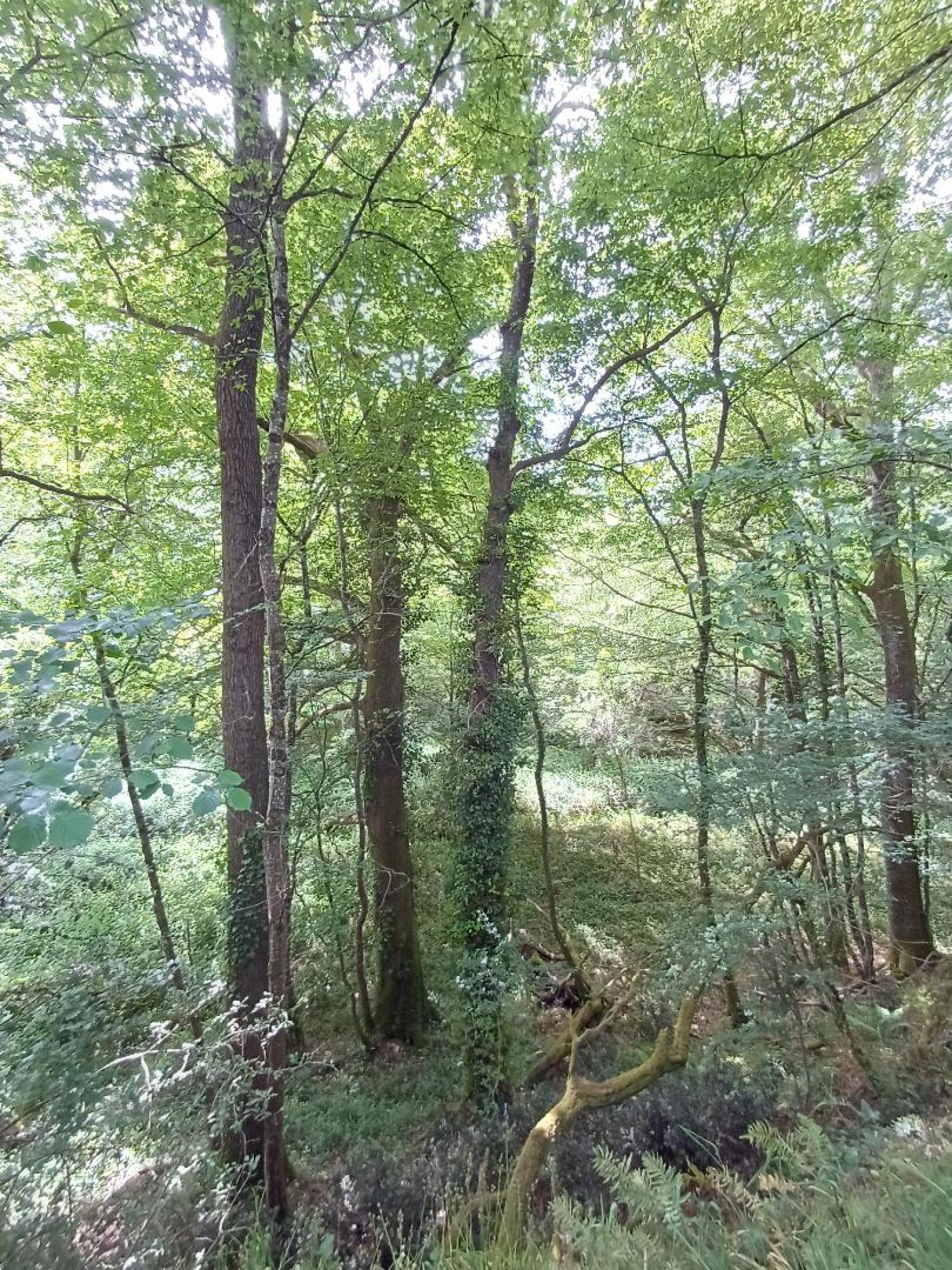  for sale house Saint-Plantaire Indre 24