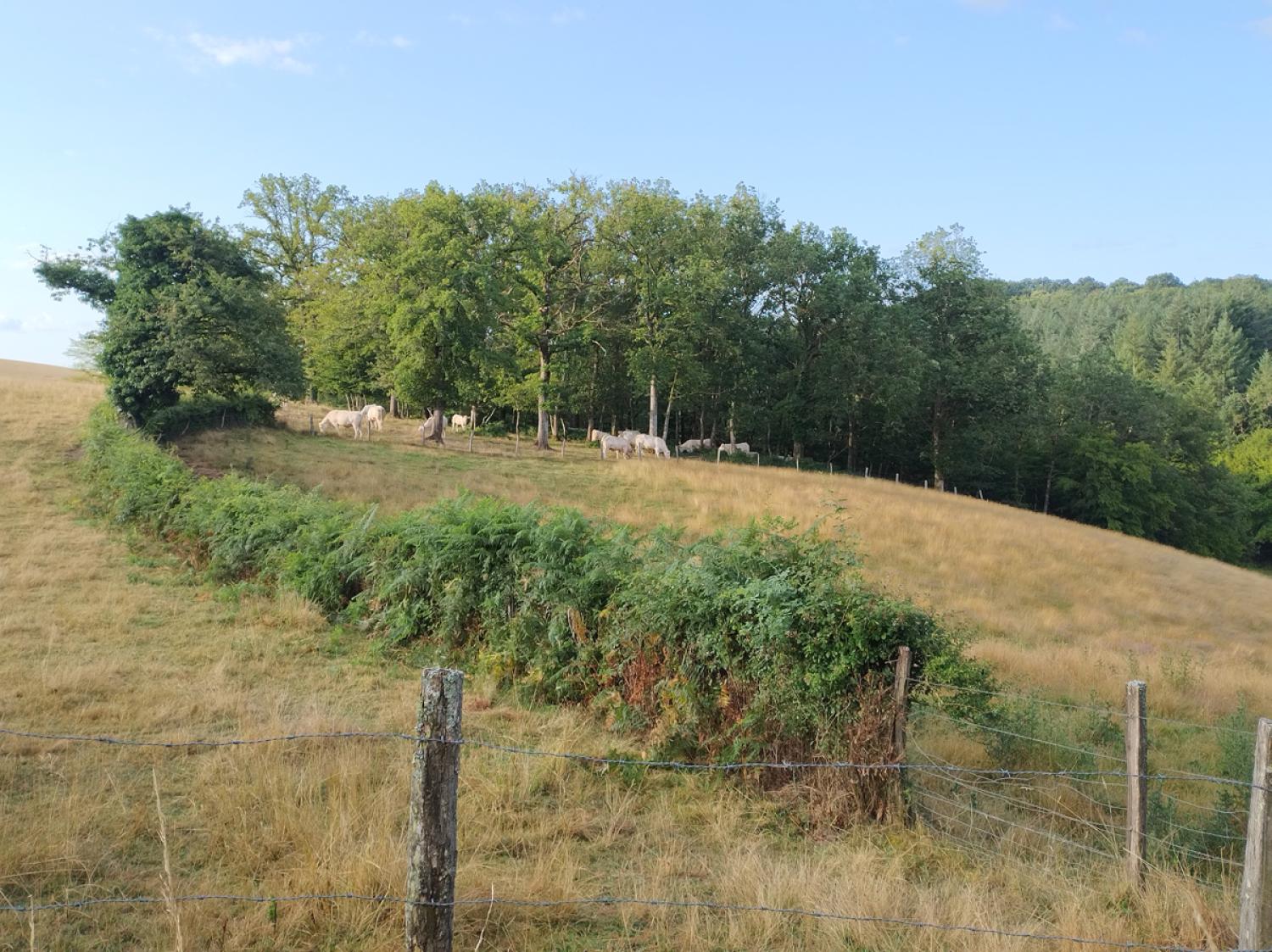 for sale farm Uxeau Saône-et-Loire 15