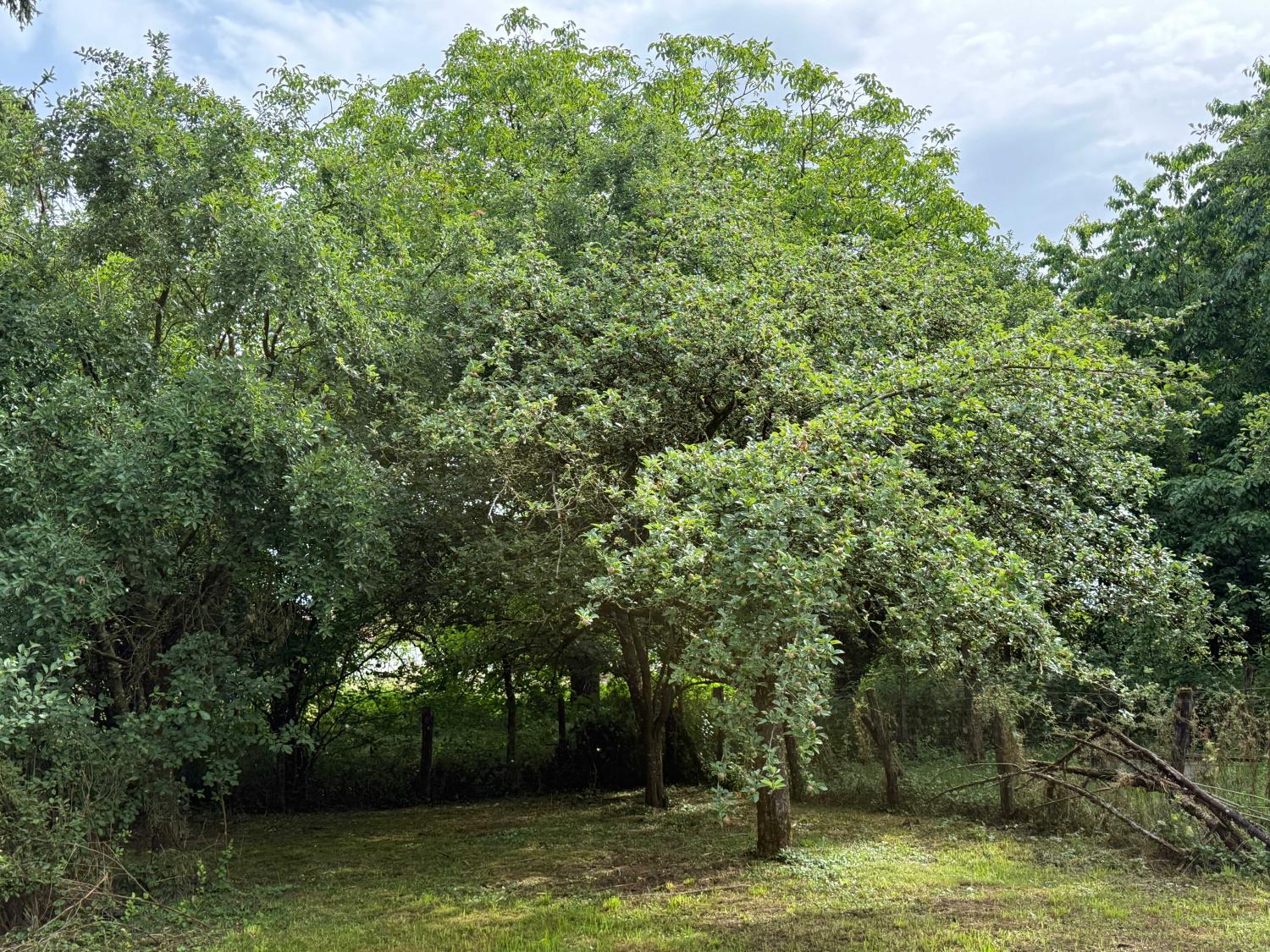 for sale village farm Augicourt Haute-Saône 27